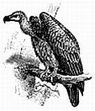 vulture1